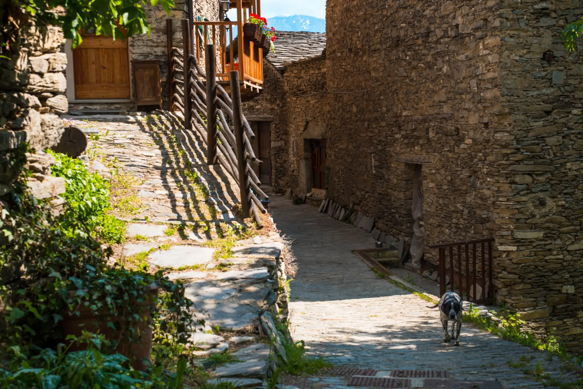 La stradina lastricata di Morinesio tra le case in pietra, con un cane che risale il vicolo