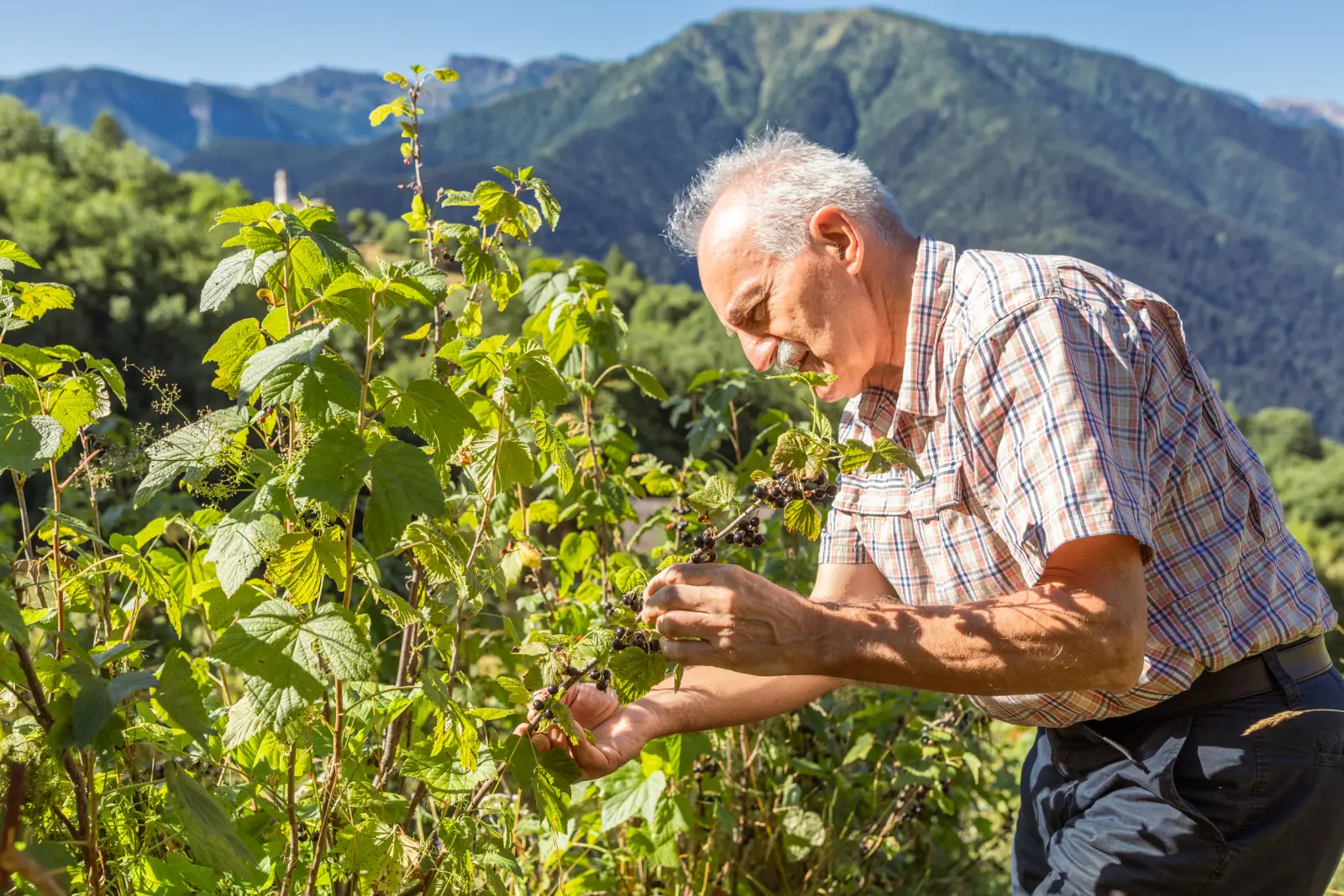 Raccolta a mano del ribes nero tra le piante, con le montagne della Valle Maira alle spalle