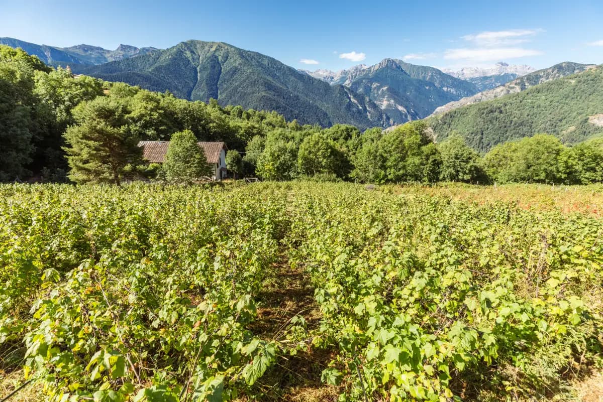 Il campo di ribes nero di Morinesio davanti alle cime della Valle Maira