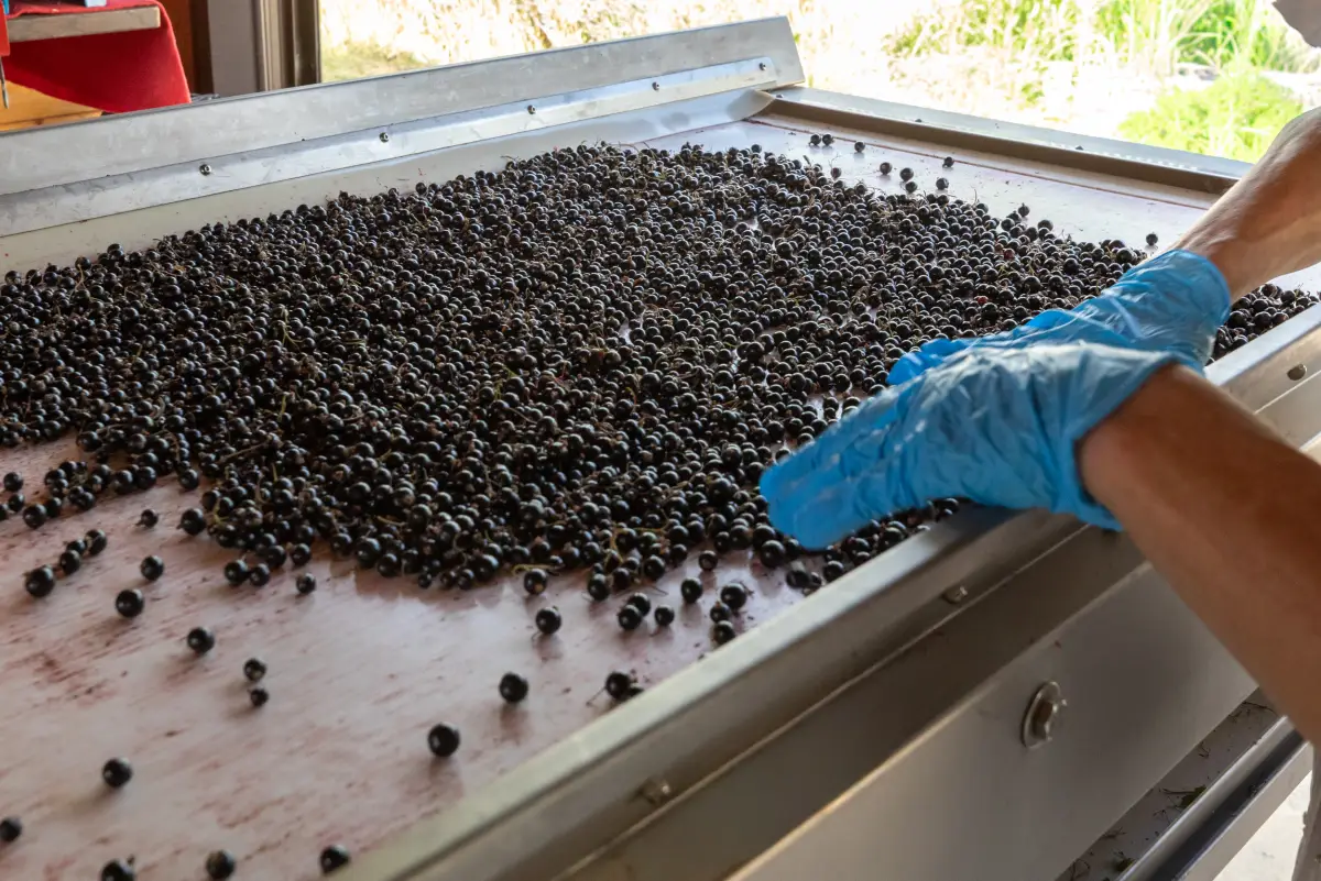 Selezione a mano dei ribes neri sul tavolo di cernita